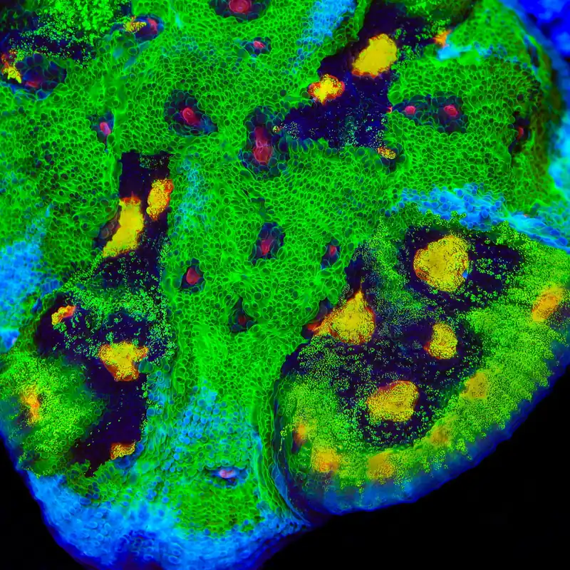 Grafted JF Raja Rampage Chalice Coral - TSA Coral