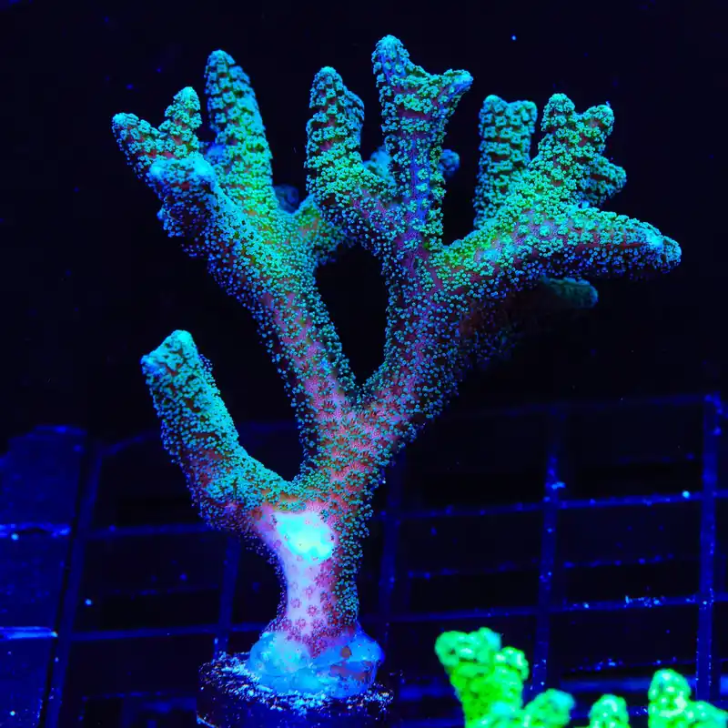ORA Bird of Paradise XL Frag Coral - TSA Coral