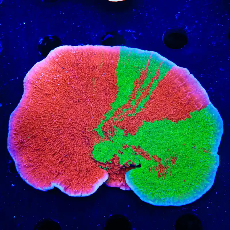 Grafted Montipora Cap XL Frag Coral - TSA Coral
