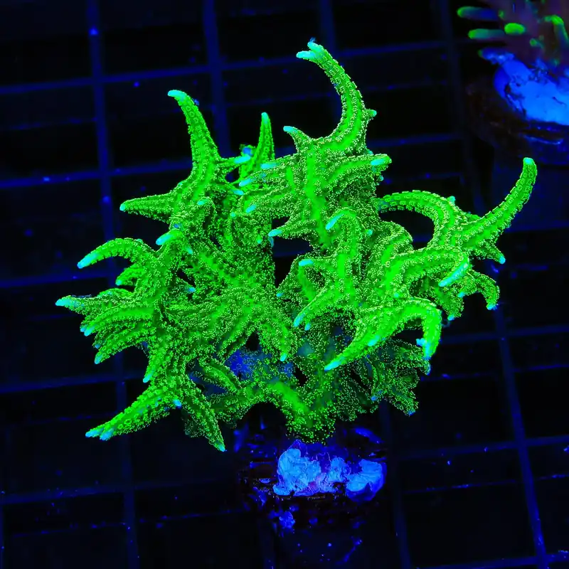 TSA Jade Dragon Birdsnest XL Frag Coral - TSA Coral