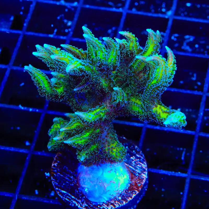 TSA Dragon Claw Birdsnest XL Frag Coral - TSA Coral