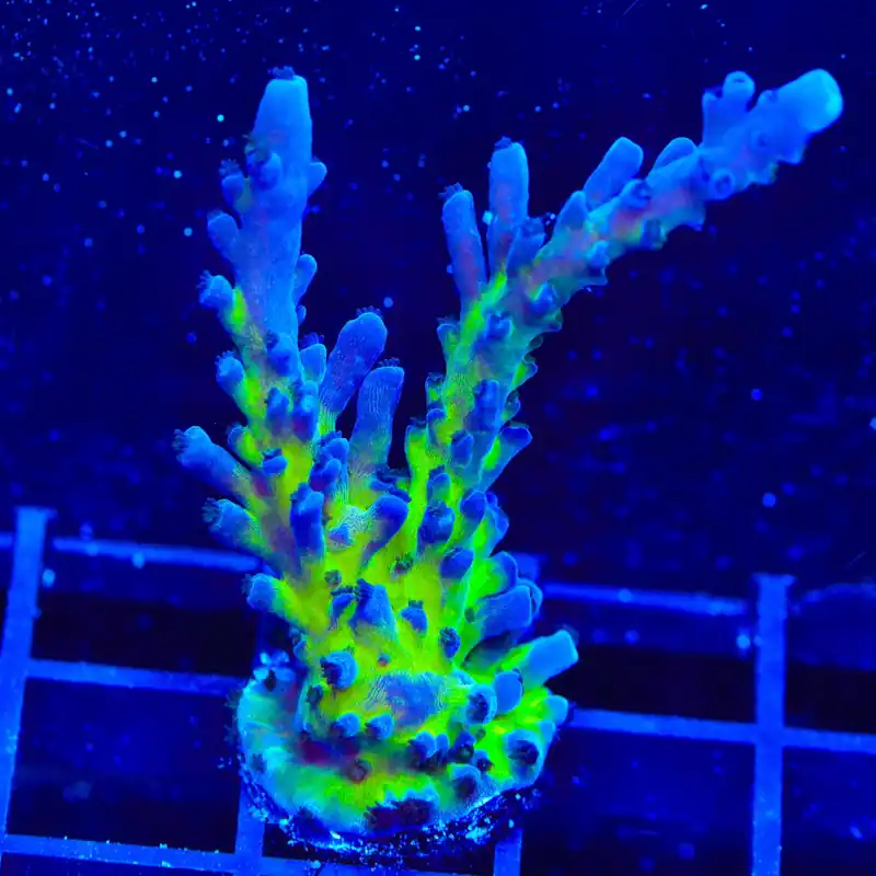 RR Aussie Gold Tort Acropora XL Frag Coral - TSA Coral