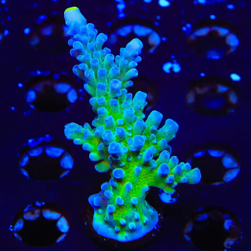 Yellow Tip Acropora XL Frag Coral - TSA Coral