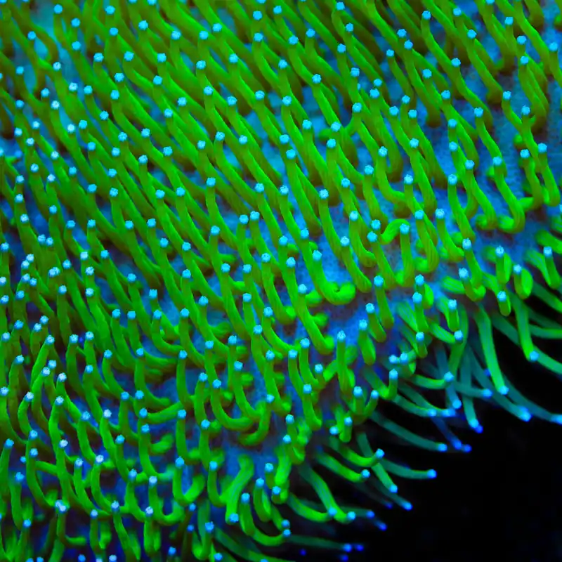 TSA Glowworm Toadstool Leather Coral - TSA Coral