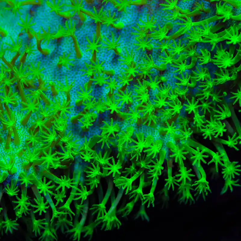Highlighter Toadstool Leather Coral - TSA Coral