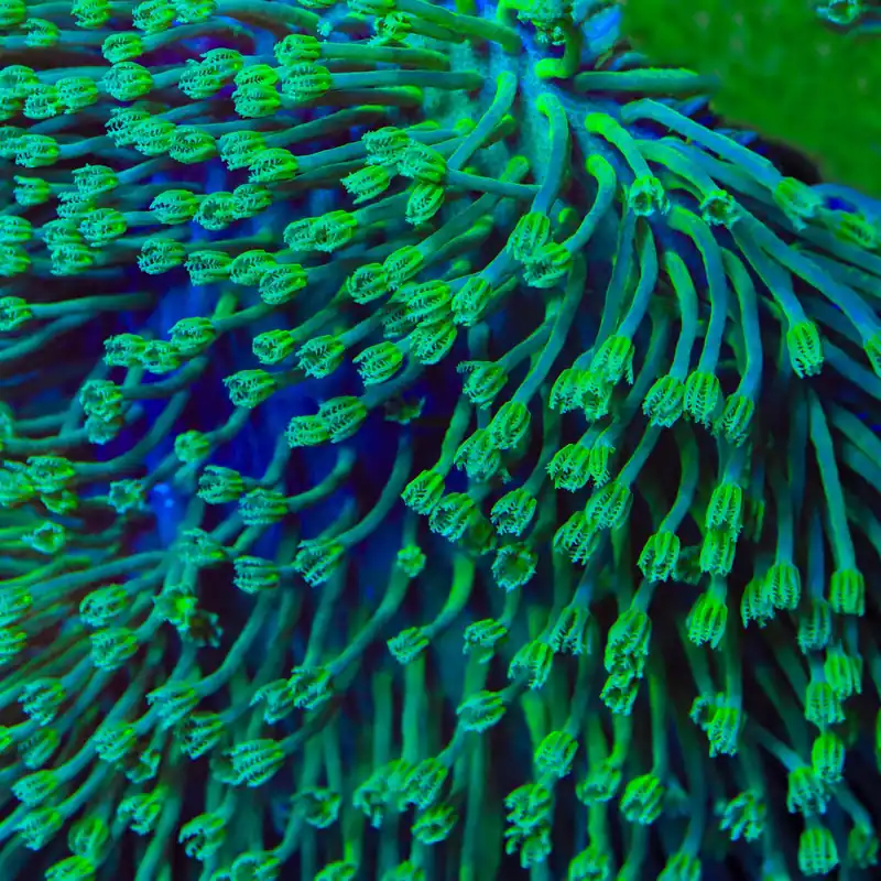 Green Long Polyp Toadstool Leather Coral - TSA Coral