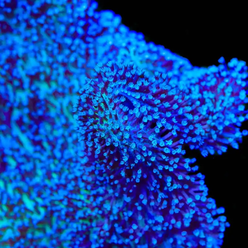 Long Polyp Toadstool Leather Coral - TSA Coral