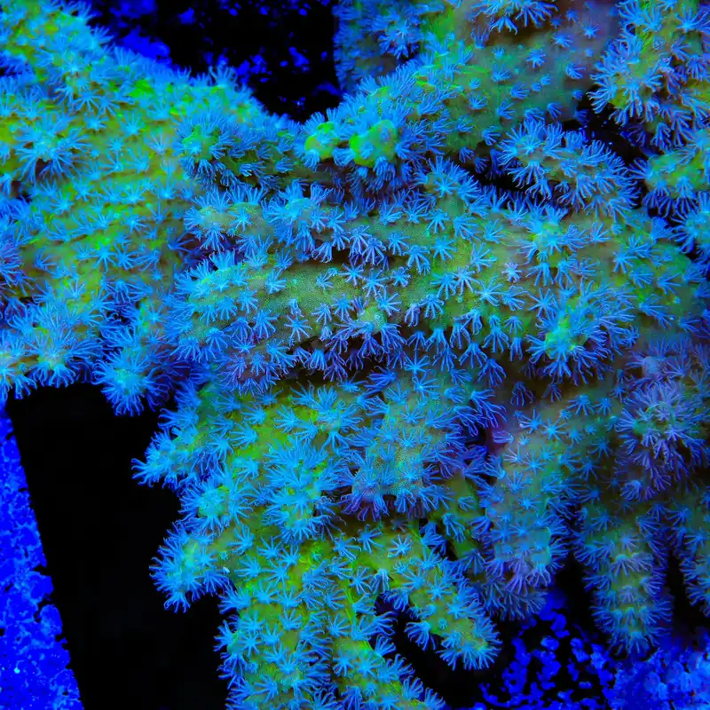TSA Polydactyla Leather Coral - TSA Coral