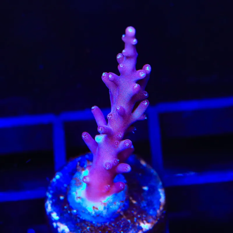 TSA Plum Crazy Dragon Acropora Coral - TSA Coral