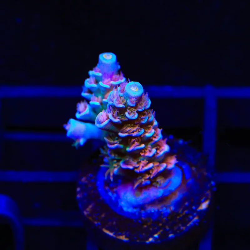 TSA Fire in the Sky Tenuis Acropora Coral - TSA Coral