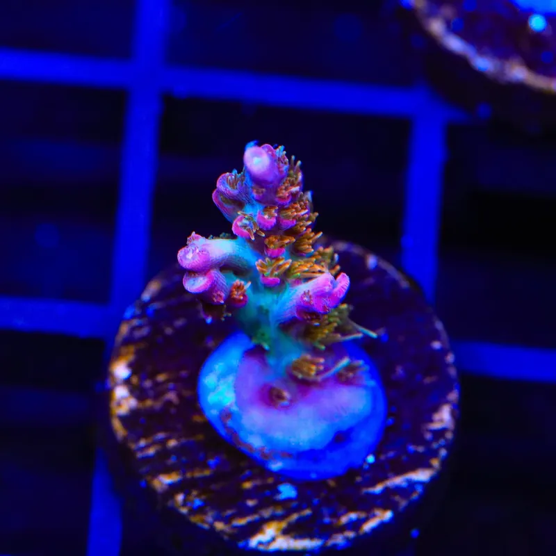 Vivid's Confetti Acropora Coral - TSA Coral