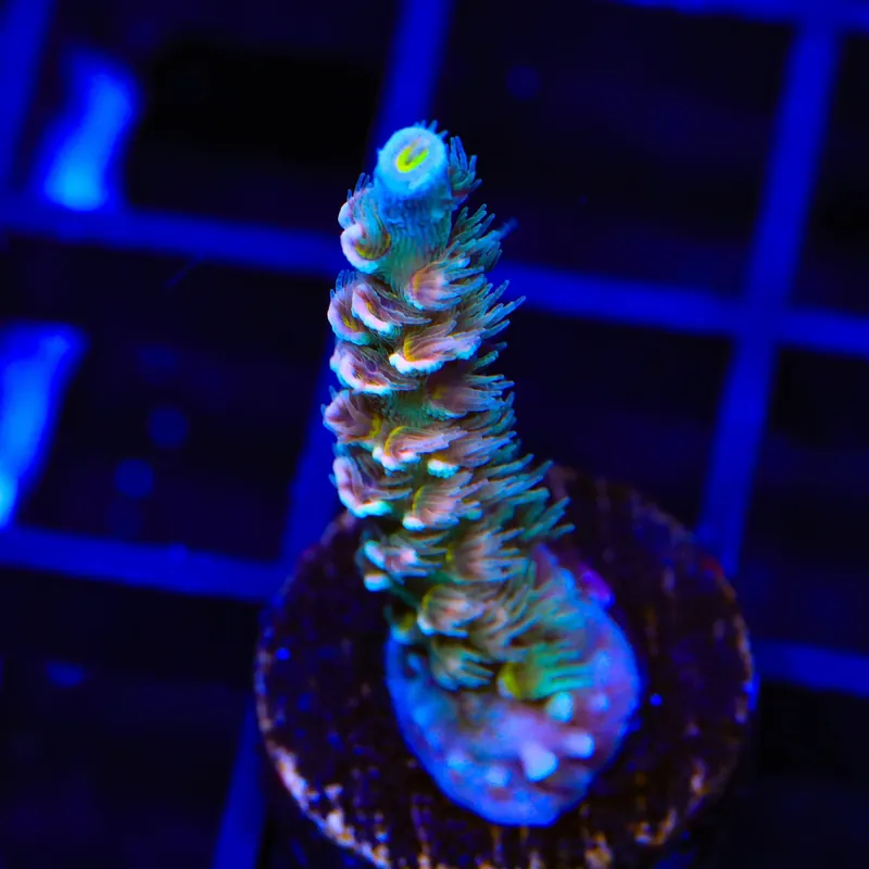 TSA Brain Teaser Acropora Coral - TSA Coral