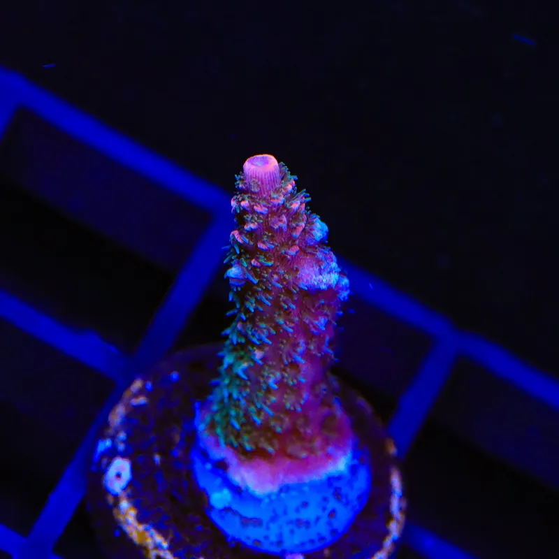 TSA Heaven and Hell Millepora Acropora Coral - TSA Coral