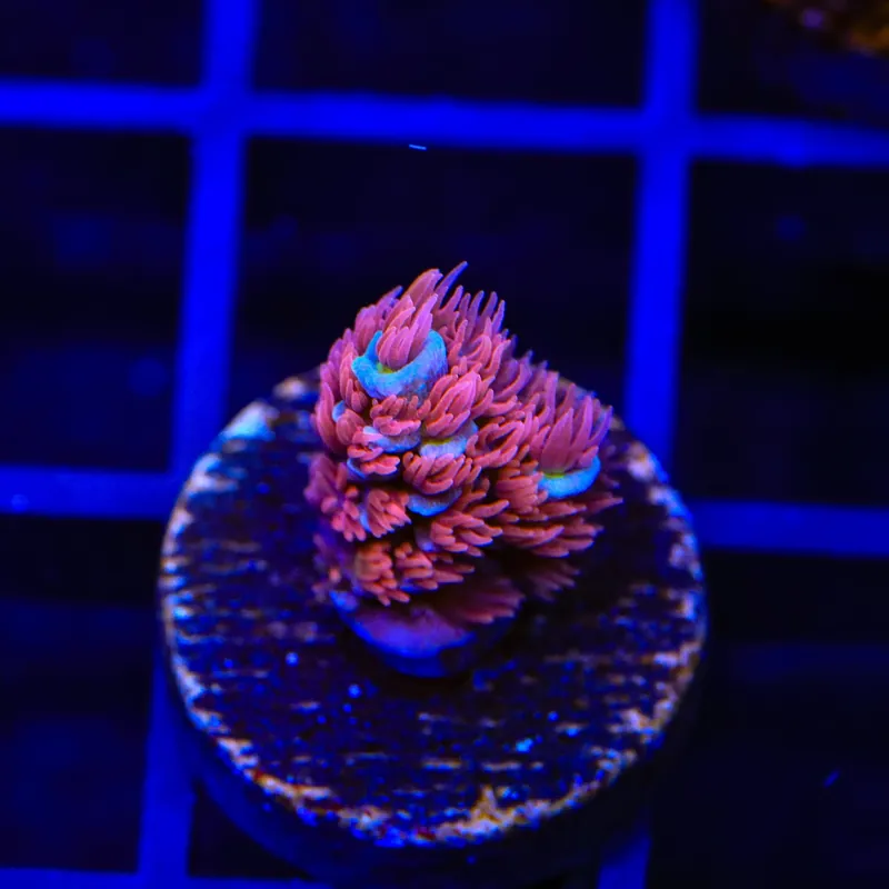 TSA Rainbow Raspberry Tenuis Acropora Coral - TSA Coral