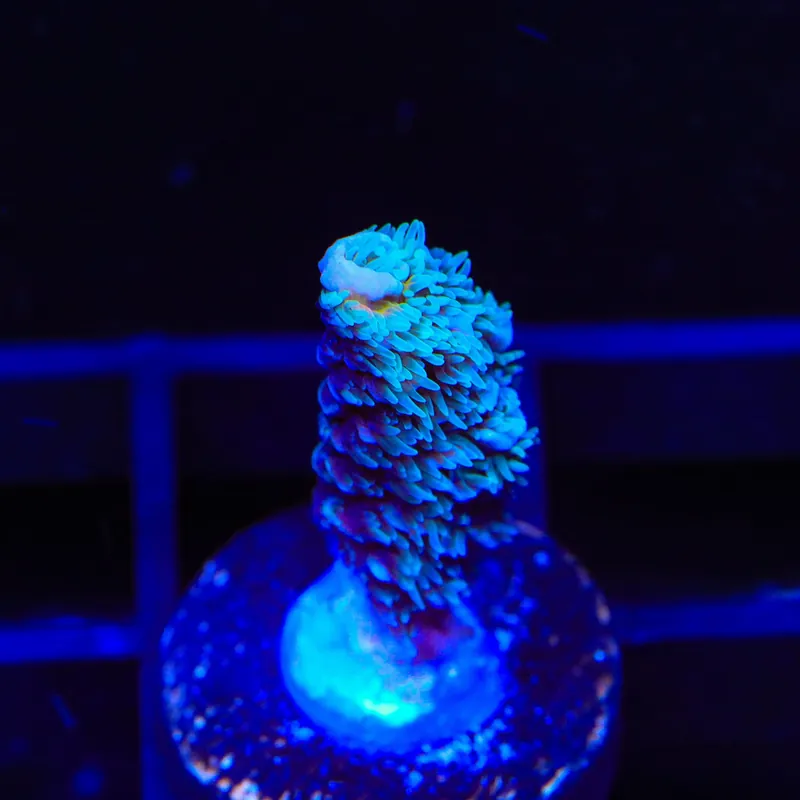 TSA Yeti Acropora Coral - TSA Coral