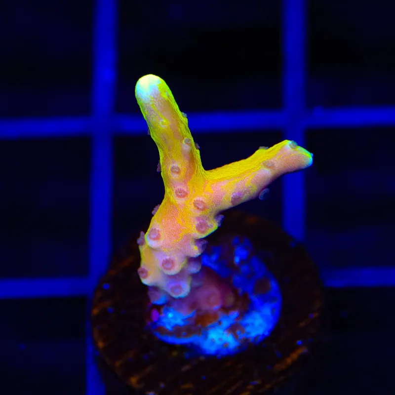 TSA Golden Waves Grafted Anacropora Coral - TSA Coral