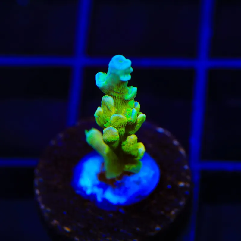 TSA Mimosa Acropora Coral - TSA Coral