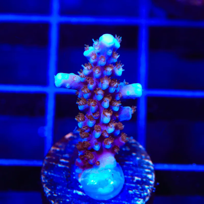 ARC Fireworks Acropora Coral - TSA Coral