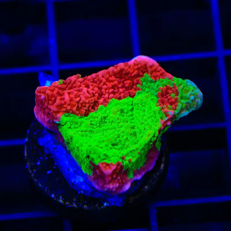 TSA Mind Meld Triple Grafted Montipora Coral - TSA Coral