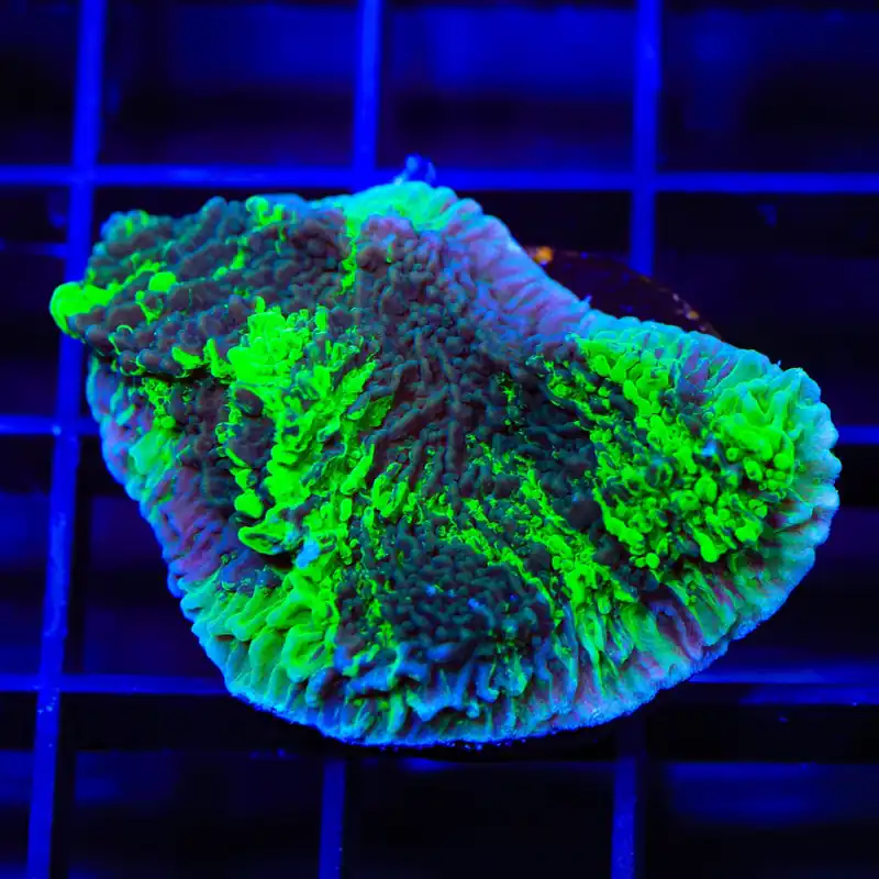 JF Cold Fusion Grafted Montipora Coral - TSA Coral