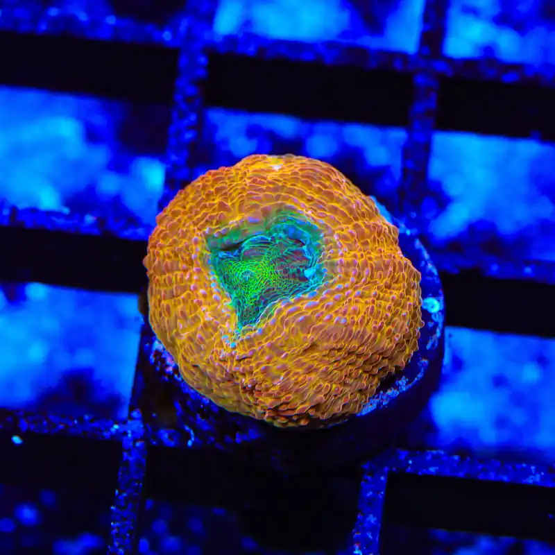 Rainbow Bowerbankii Coral - TSA Coral