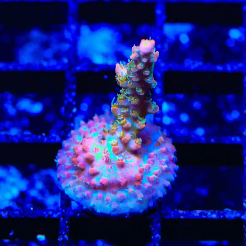 TSA Tangerine Spirit Acropora Coral - TSA Coral