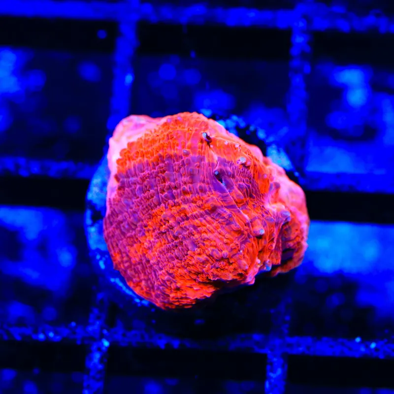 TSA Cherry Grafted Bowerbankii Coral - TSA Coral