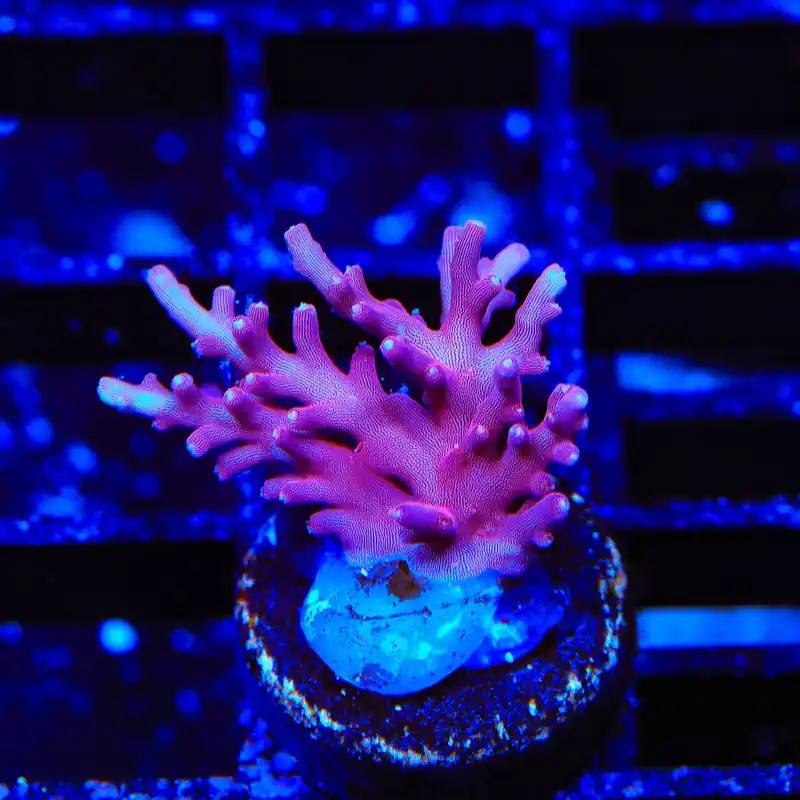OG Red Dragon Acropora Coral - TSA Coral