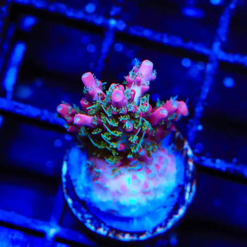 TSA Night Hawk Acropora Coral - TSA Coral