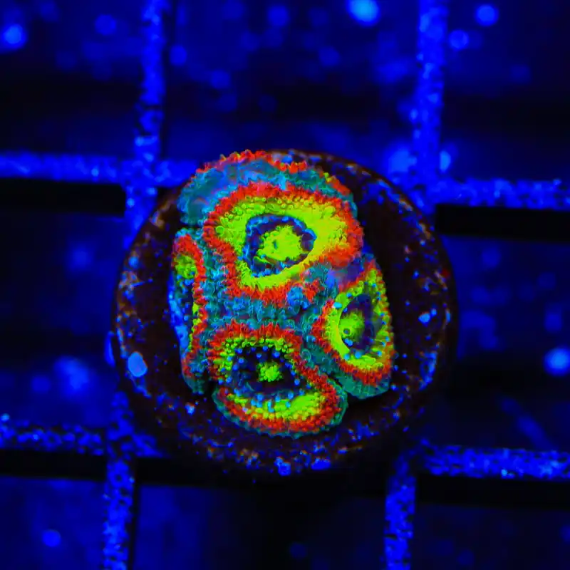 F2M Holy Grail Micromussa Acan Coral - TSA Coral