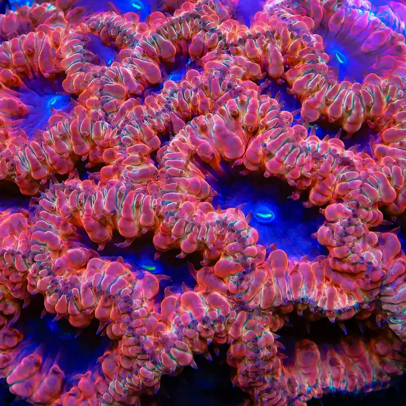 TSA Dark Storm Blastomussa Coral - TSA Coral