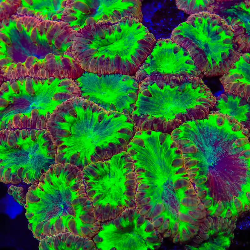 TSA Freaky Melon Blastomussa Coral - TSA Coral