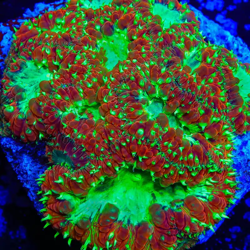 TSA Electric Watermelon Blastomussa Coral - TSA Coral