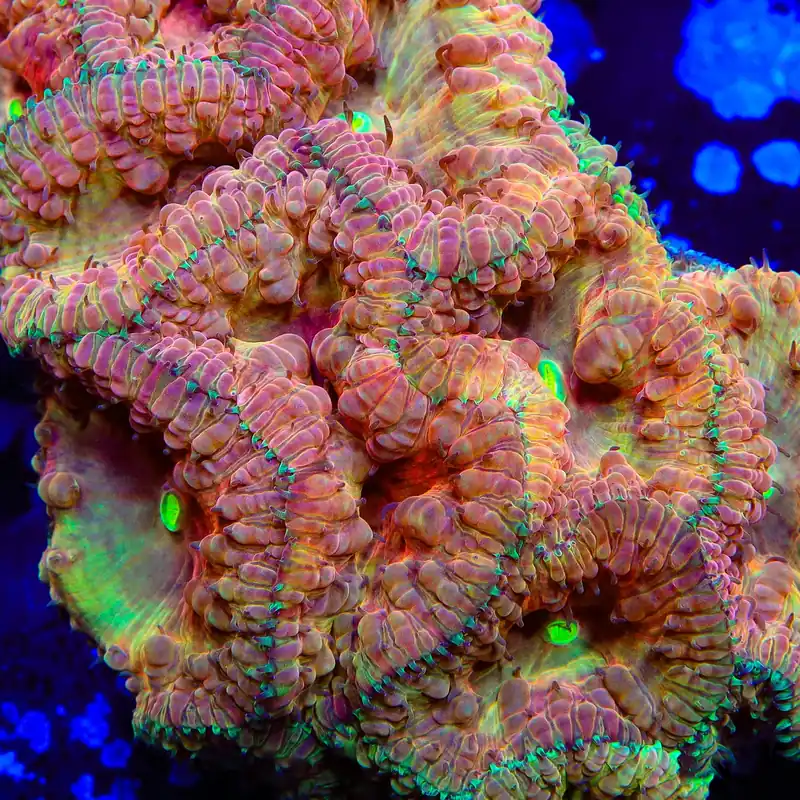 TSA Crimson Radiation Blastomussa Coral - TSA Coral