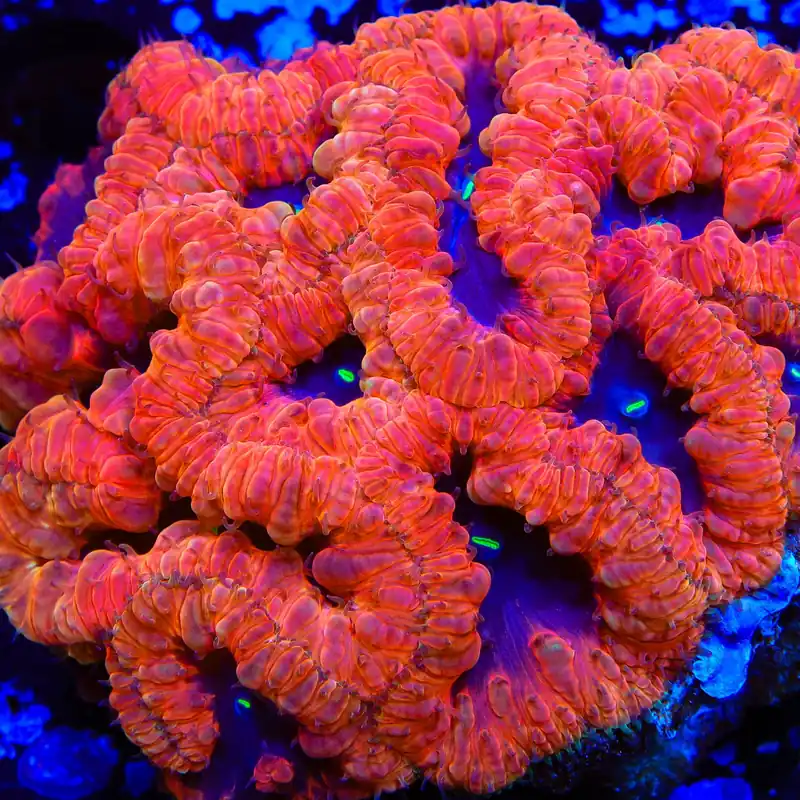TSA Eye of Wonder Blastomussa Coral - TSA Coral