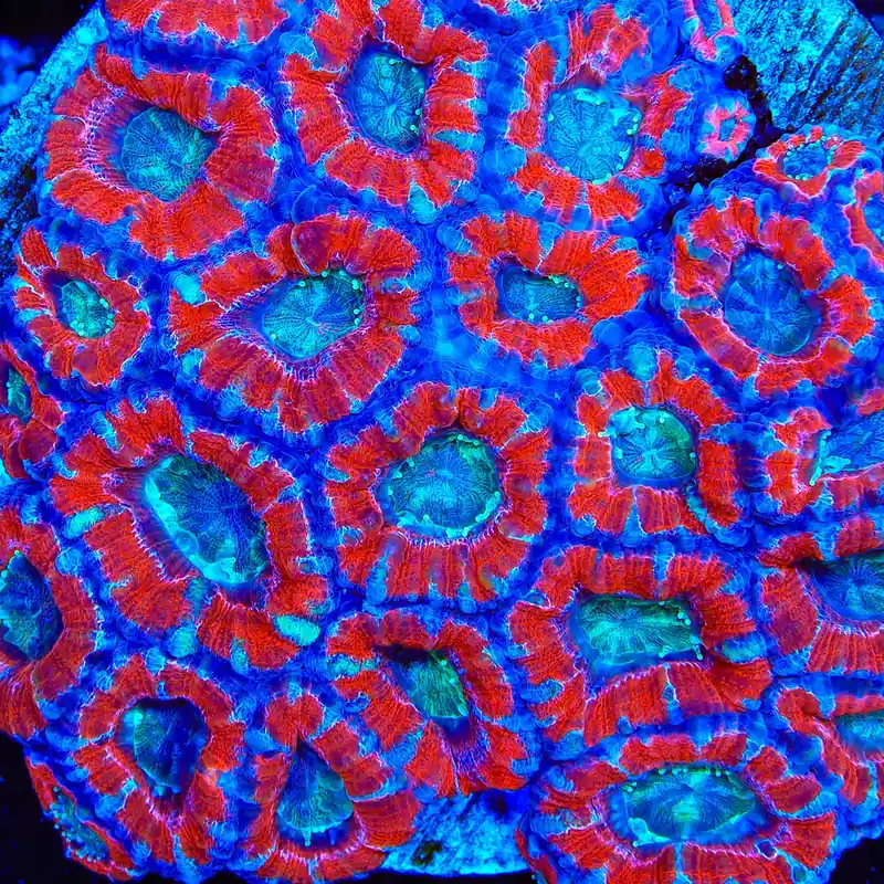 TSA Rings of Sorrow Acan Coral - TSA Coral