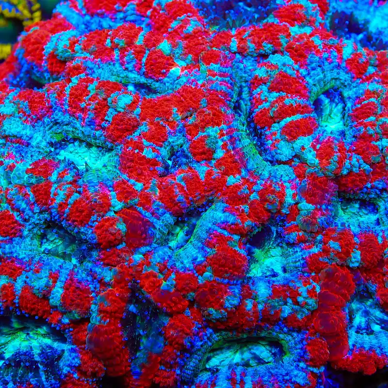 TSA Ruby Dynamo Acan Coral - TSA Coral