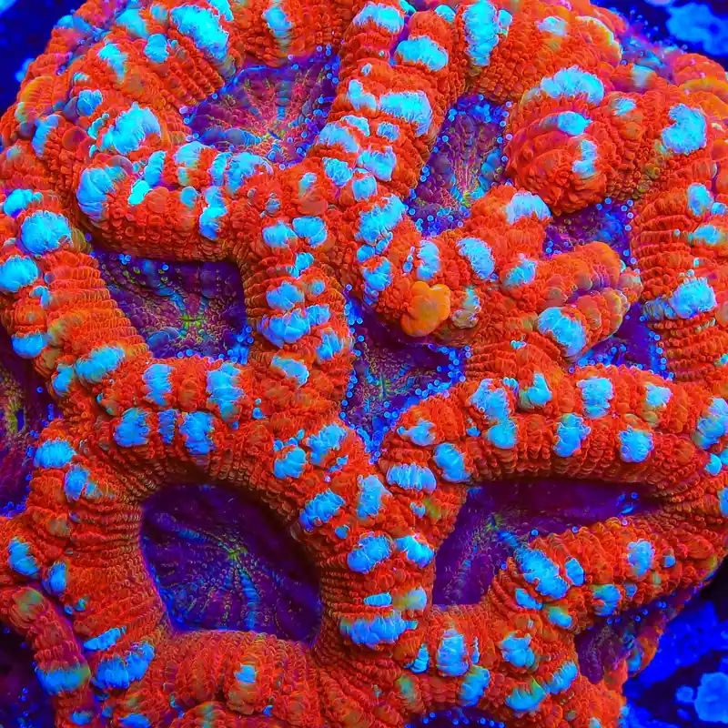 TSA Kings Rangers Deepwater Acan Coral - TSA Coral