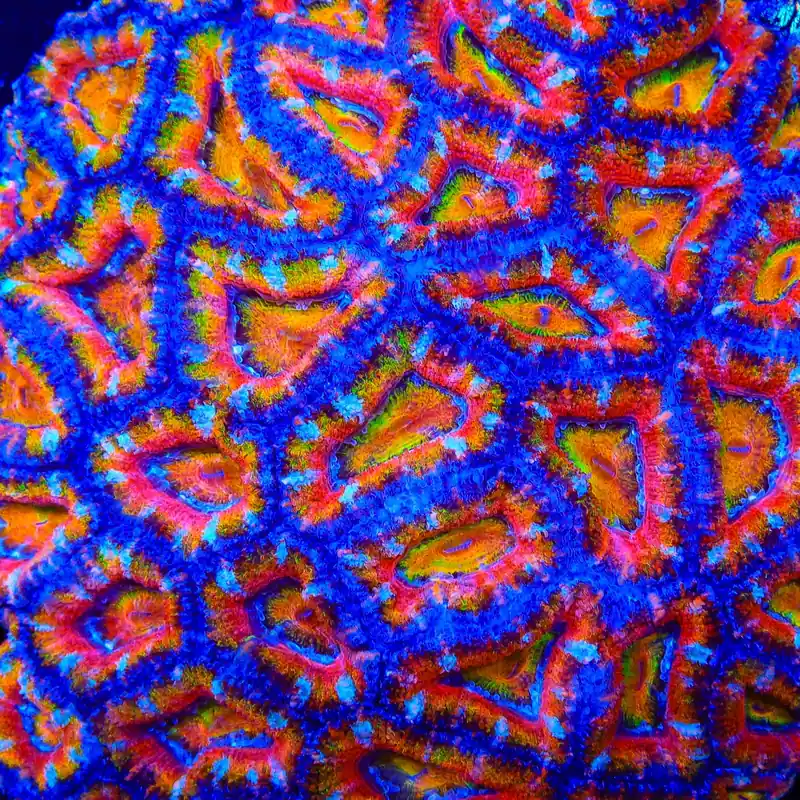 TSA Solar Spectrum Acan Coral - TSA Coral