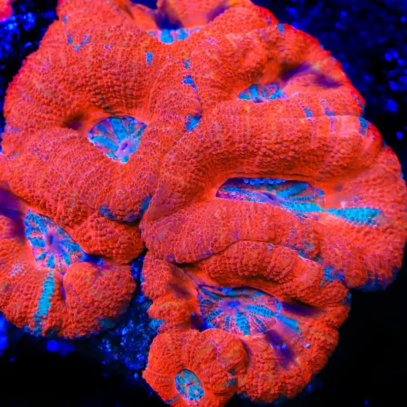 TSA Lava Slide Acan Coral - TSA Coral