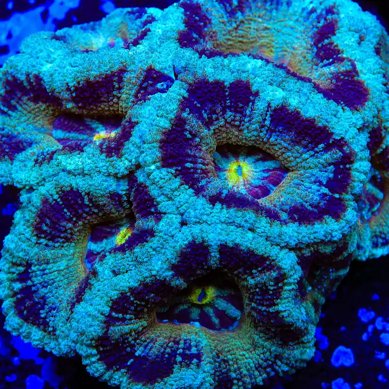 TSA Purple Swirl Deepwater Acan Coral - TSA Coral