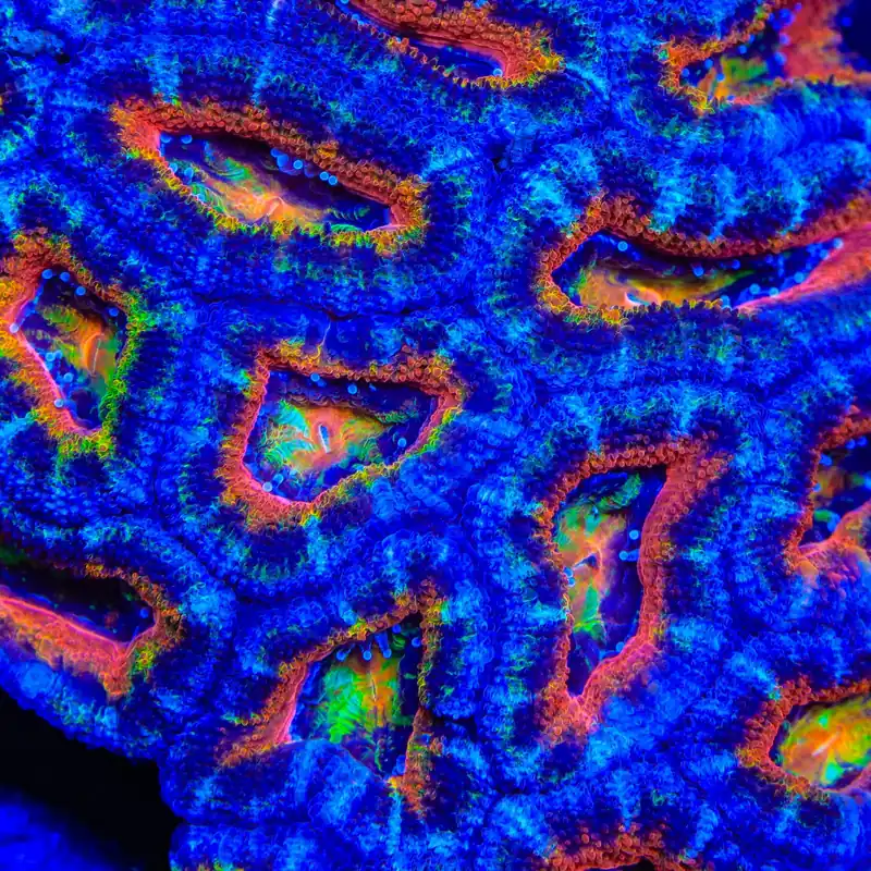 TSA Slice of Life Acan Coral - TSA Coral