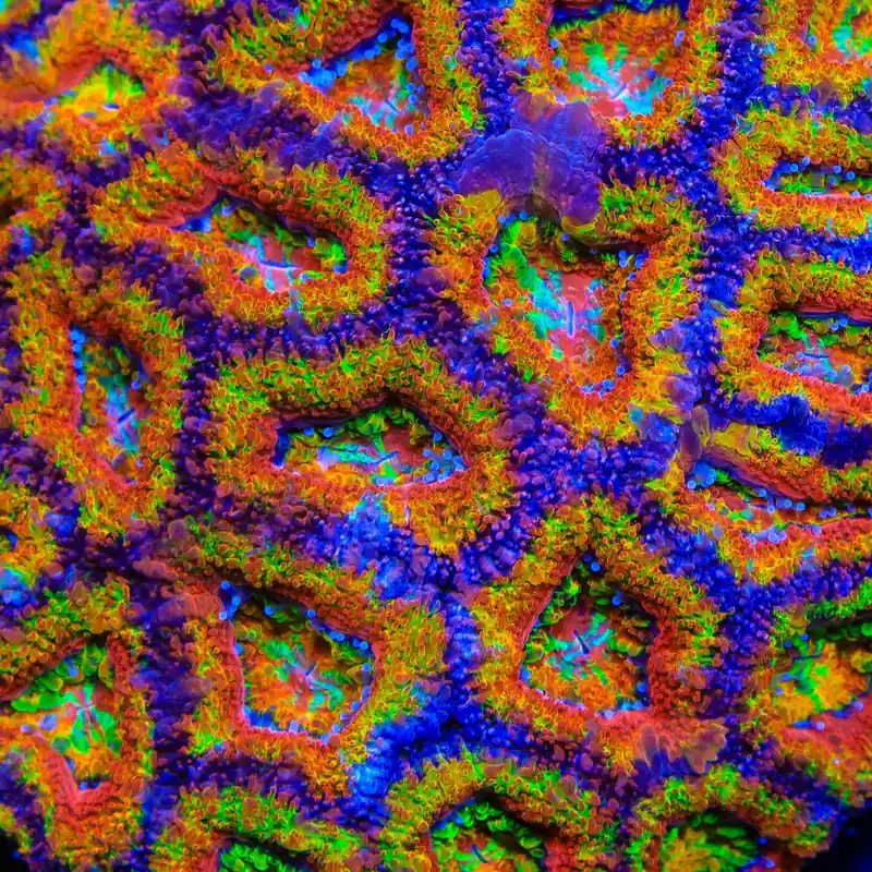 TSA Chromatic Crusader Acan Coral - TSA Coral
