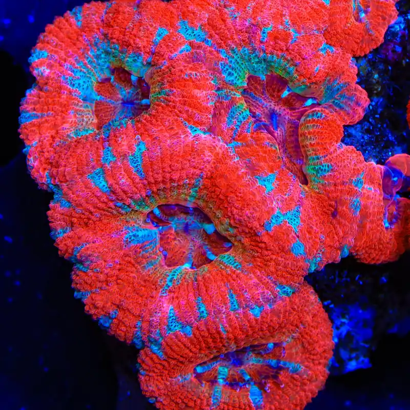 TSA Inferno Flare Deepwater Acan Coral - TSA Coral