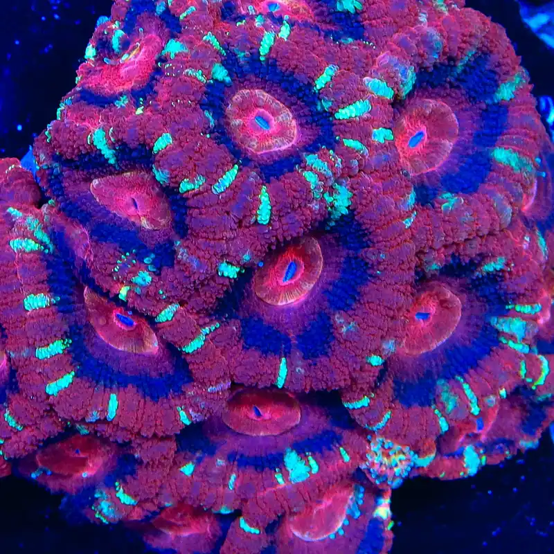 TSA Fusion Flame Deepwater Acan Coral - TSA Coral