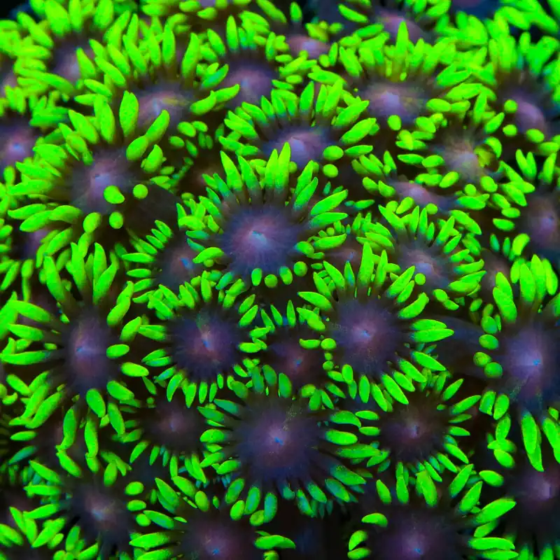 TSA Watermelon Crawl Goniopora Coral - TSA Coral