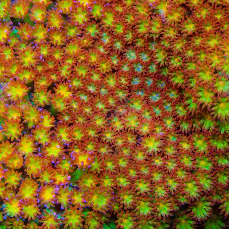 TSA Glitter on Fire Goniopora Coral - TSA Coral