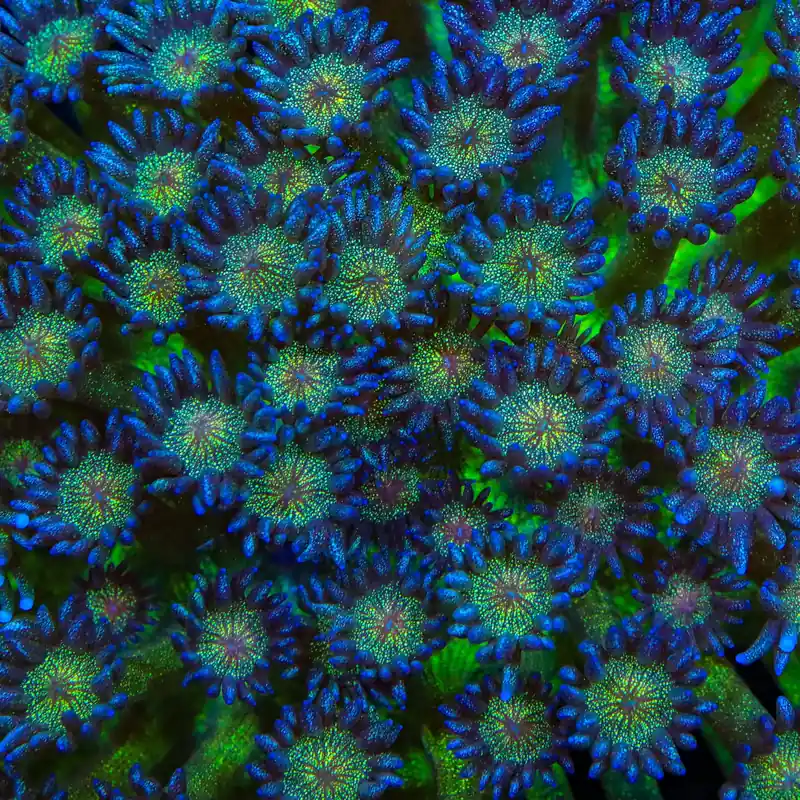 TSA Shimmer Glitter Goniopora Coral - TSA Coral