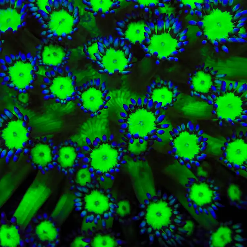 TSA Reptar Goniopora Coral - TSA Coral