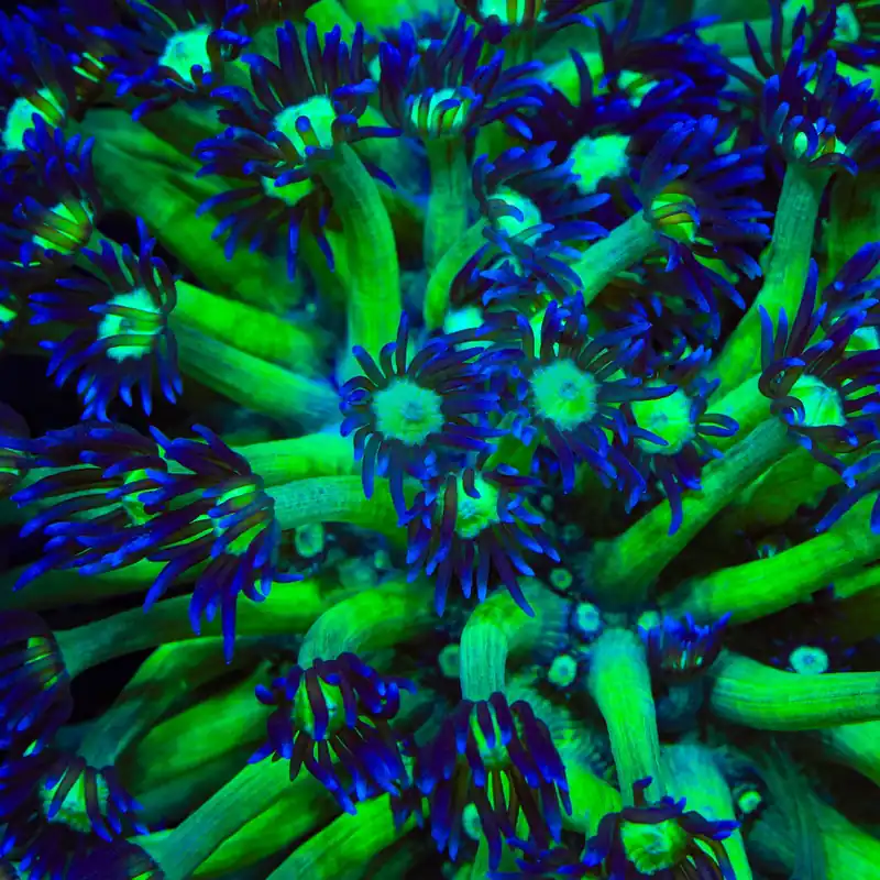 TSA Ninja Turtle Goniopora Coral - TSA Coral